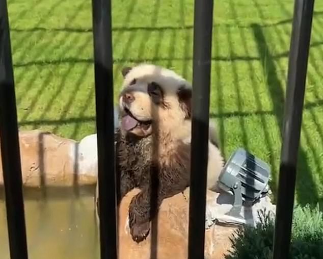 Visitors said they became suspicious when the 'pandas' began panting in their enclosure