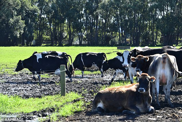 The Climate Change Authority has proposed that Australians swap red meats such as beef and lamb for more emissions-friendly options such as kangaroo chicken and pork