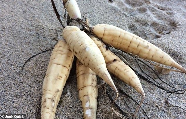 Pictured is the parsnip-like root of the plant. The plant has been described as the most poisonous in Britain, and no British plant has been responsible for more fatalities. People have died in the past from ingesting it.