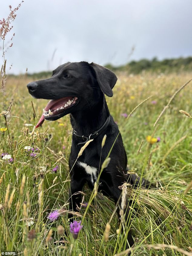 Lula (pictured), a Collie-Labrador cross, died shortly after eating water licorice, one of the most poisonous plants in Britain.