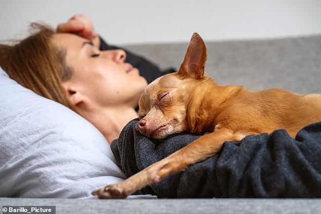 The study found that having a dog nearby can reduce pain more effectively than the presence of another human (archive photo)