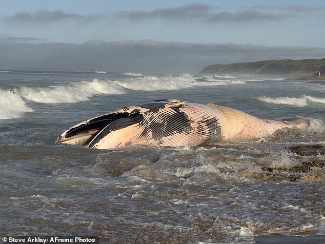 Visitors to the beach discovered the decomposed carcass of the humpback whale on Friday morning (photo)