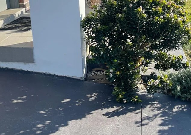 Can you spot the deadly menace lurking at the side of a garden bed outside a house in Marsden Park, in Sydney's northwest, on Sunday afternoon?