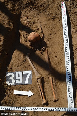 Skeleton 397 of 450 discovered in the village of Luzino in northeastern Poland