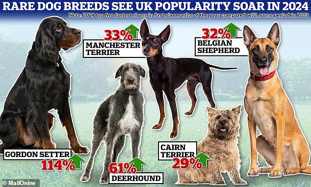 The Gordon Setter, Deerhound and Manchester Terrier have all seen a huge increase in popularity this year. These three breeds, which are classed as 'vulnerable native breeds' due to their low numbers in the UK, have seen the biggest increase in puppy births in the first half of the year