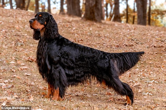 Gordon Setter (pictured) is a large, tough and robust dog breed that originated in Scotland and Northern England