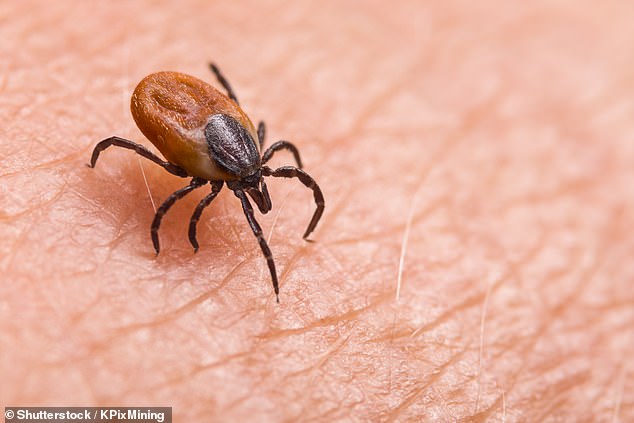 Officials believe the unidentified man from China became infected after being bitten by ticks while visiting a park in Mongolia