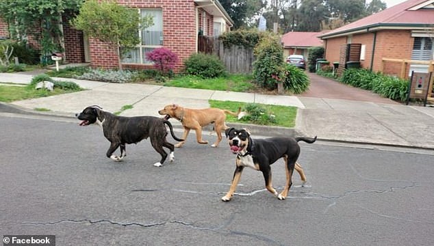 A Melbourne woman who was attacked by dogs (pictured) the day before the same pack mauled a mother pushing a pram has opened up about her traumatic ordeal