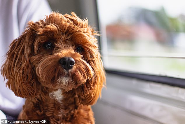 A resident of Noosa, in south-east Queensland, has criticised the local government after they fined him $309 for forgetting to renew his dog's annual registration (stock image)