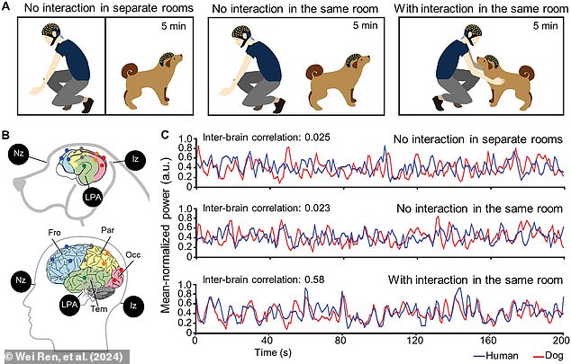 Scientists monitored the brains of humans and dogs while they were either separated, in the same room, or interacting. As these graphs show, the levels of synchronization were much higher while the pair was interacting (bottom graph)