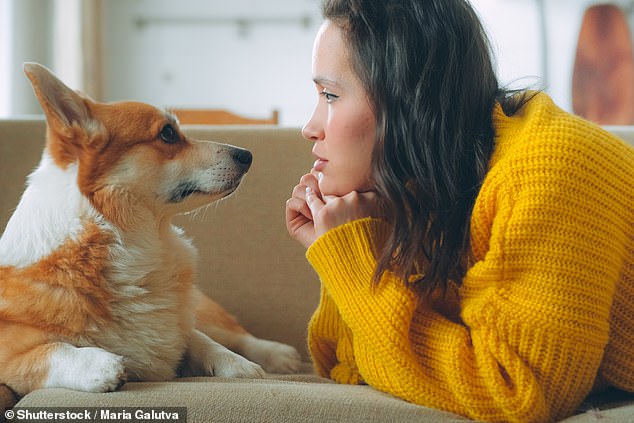 Researchers have discovered that the brains of humans and dogs sync up when they look into each other's eyes (stock image)