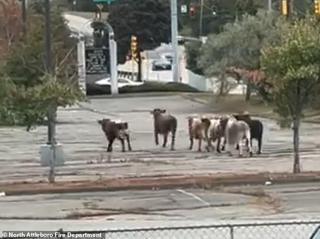 The herd of bulls can be seen running through the parking lot as stunned bystanders look on in shock