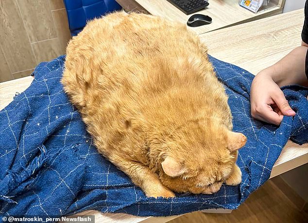 The plan is for the cat to eventually reach a much healthier weight of 10 pounds through a strict diet plan