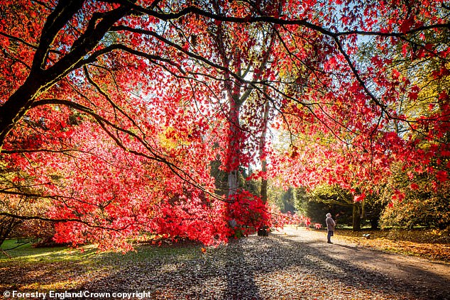 Experts say above-average rainfall earlier this year will result in an even more spectacular autumn