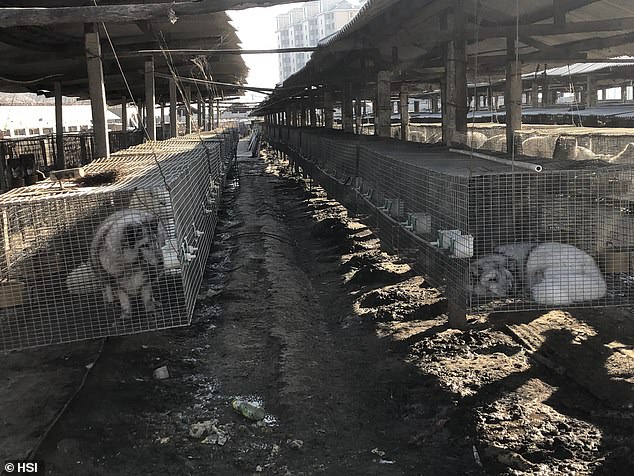 Dozens of viruses, some of which can potentially spread to humans, have been found mixed on fur farms in China. Pictured: Foxes and minks on a fur farm in China