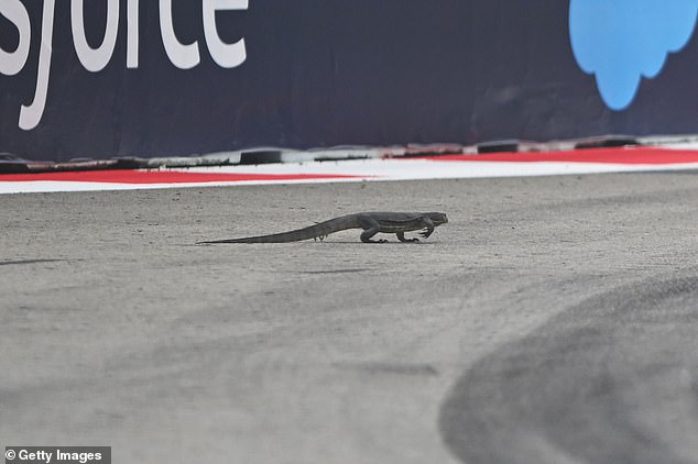 The final F1 training session in Singapore was bizarrely halted due to a lizard on the track