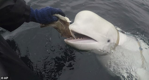 Hvaldimir, a beluga whale first spotted near Russian waters wearing a harness, sparking rumors he could be a spy for Moscow, has been found dead