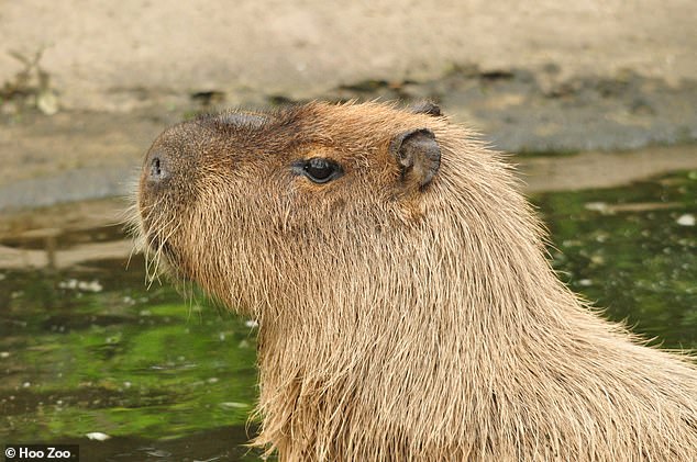 Cinnamon the capybara escaped last Friday when keepers entered the enclosure to mow the paddock, as she was hiding in the long grass near the gate