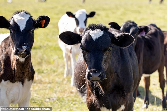 A number of calves are believed to have been hit by a driver in a 4WD vehicle on private property north of Perth (Photo: Stock Photo)