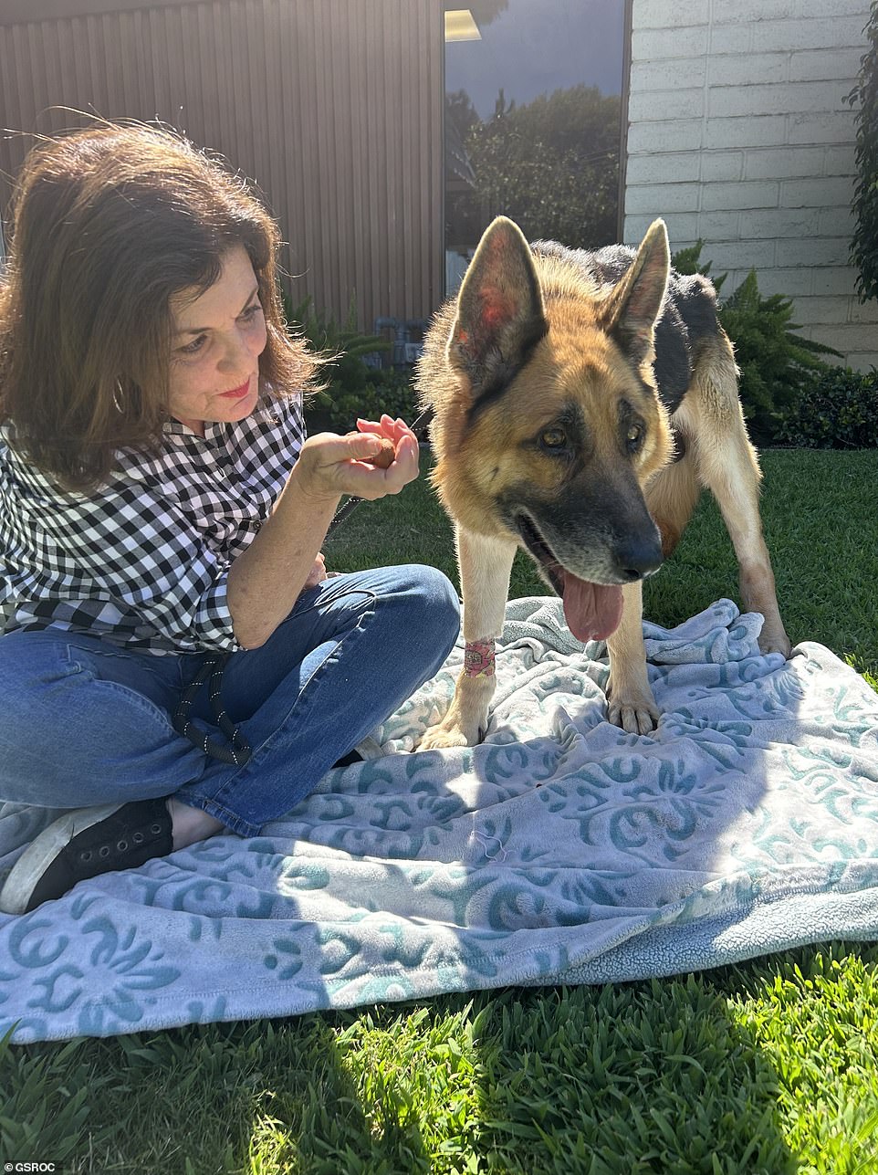 German Shepherd Argon is well on his way to recovery, three months after he was found abandoned in a Malibu ravine. He is pictured above with carer and dog charity founder Maria Dales