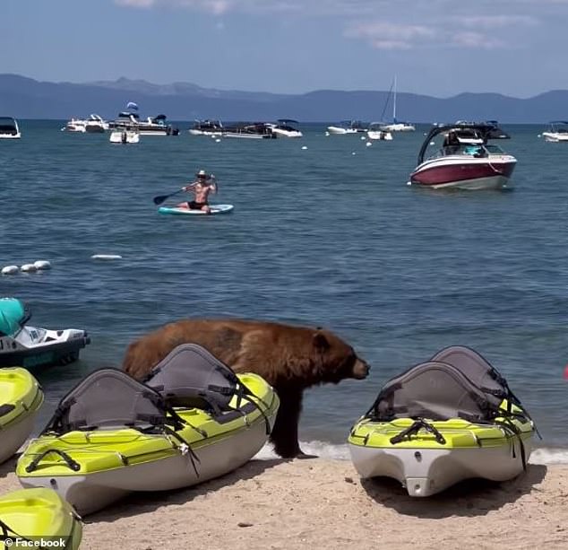 A large black bear walked across a beach in South Lake Tahoe, California on August 31 as beachgoers watched in shock