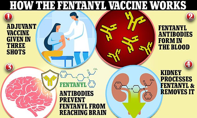 Researchers have developed a three-shot vaccine that leads to the formation of fentanyl antibodies in a person's bloodstream. These antibodies can block the drug from reaching the brain and destroy it completely. This in turn stops overdoses