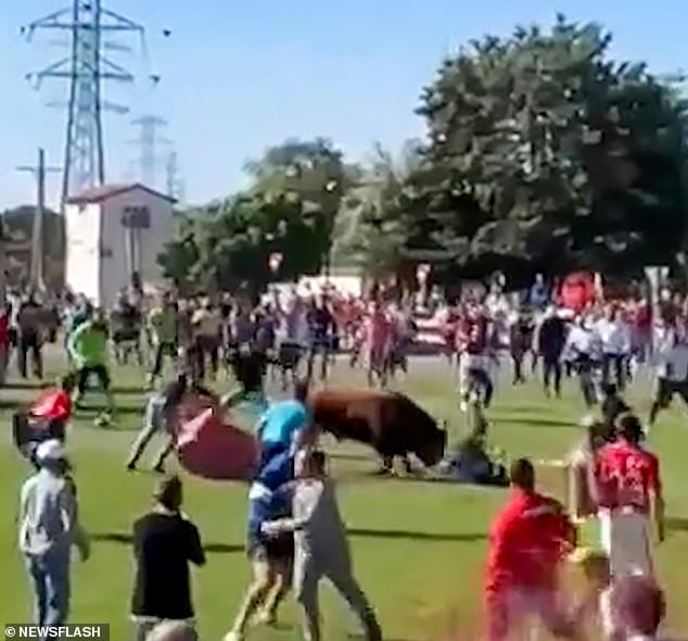 A man was gored by a raging bull in Spain after playing hide and seek with it