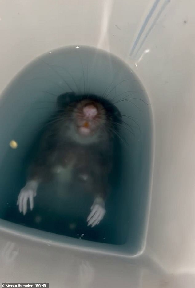 Shocking photos show the rodent nestled at the bottom of the toilet, its long claws and whiskers sticking out of the water