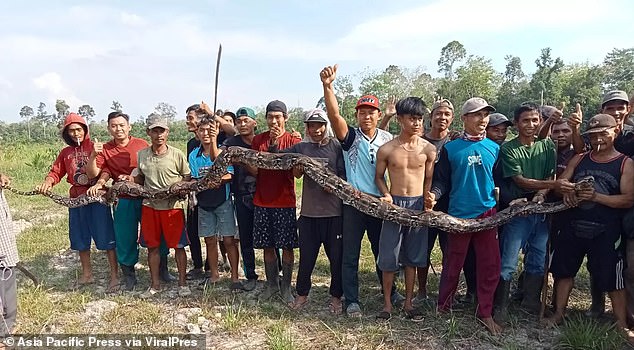 A group of vengeful residents later arrived at the scene to hunt down and kill the python