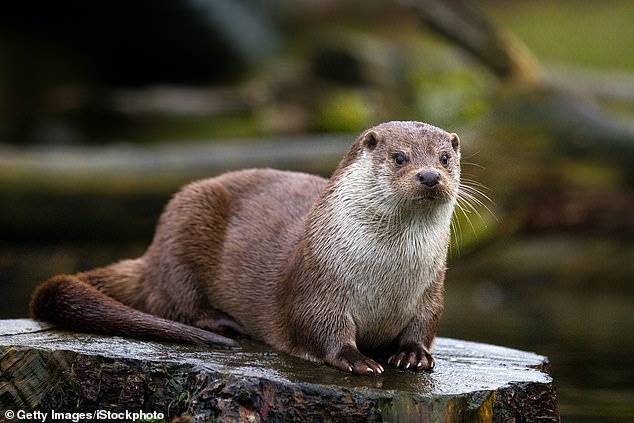 A child walking with his mother on the dock was suddenly dragged by a river otter in the rare attack at Bremerton Marina in Kitsap County on Sept. 12 (stock image)