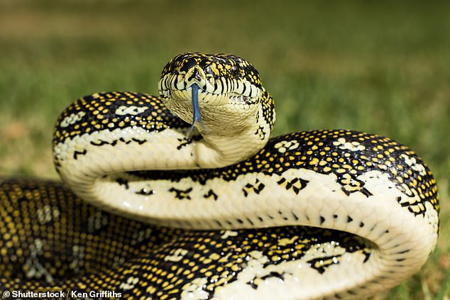 A Gold Coast toddler was rushed to hospital after being bitten by a snake (stock photo)