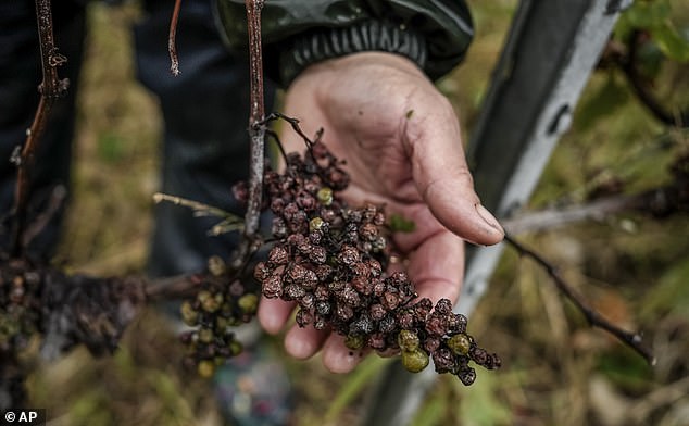 A bunch of Chardonnay grapes affected by fungal disease mildew. Winemakers in France have warned that the 2024 'milllesime' will be in short supply due to challenging weather conditions after one of the wettest summers on record