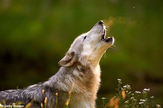 A British schoolboy suffers from 'species dysphoria' and identifies as a wolf