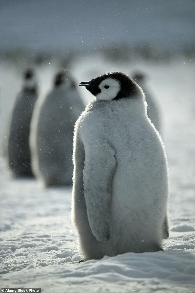 Hundreds of baby emperor penguins have miraculously survived after a breakaway iceberg left thousands of chicks cut off from their mothers