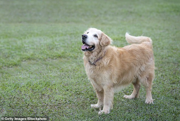 The above shows a dog with its tail in a neutral position, meaning it is not particularly excited or stressed