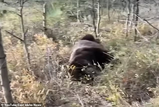 This is the 530-pound grizzly bear that charged a pair of archers in the Caribou-Targhee National Forest and sank its teeth into one of their arms, piercing the hunter's skin and bone. The bear died after the pair shot him 24 times