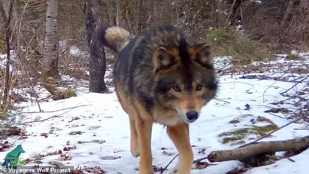 Incredible footage has revealed a mysterious beast stalking the woods of northern Minnesota, leaving researchers wondering what species it is