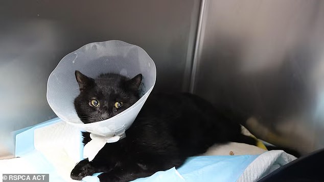 Two cats have been subjected to horrific cruelty in Canberra's north in recent weeks, with the RSPCA appealing for information to help solve the crimes. One of the cats is pictured