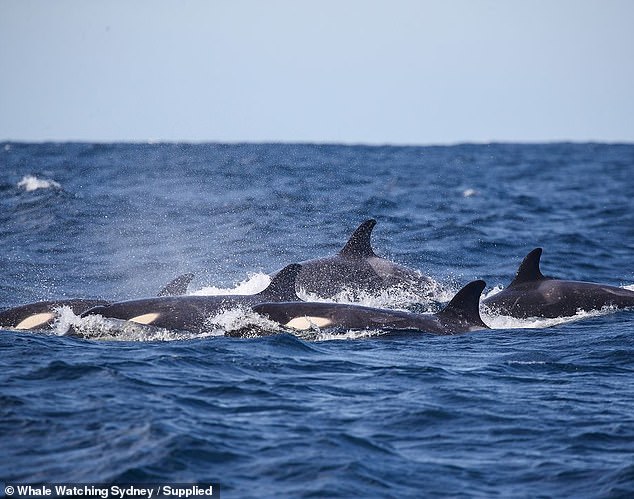 The pod of orcas (pictured) were spotted chasing humpback whales on Curl Curl Beach, in Sydney's Northern Beaches, on Thursday afternoon