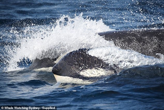 The creatures (pictured) are most commonly found in Australian waters between June and October on the east coast and between January and April on the west coast.