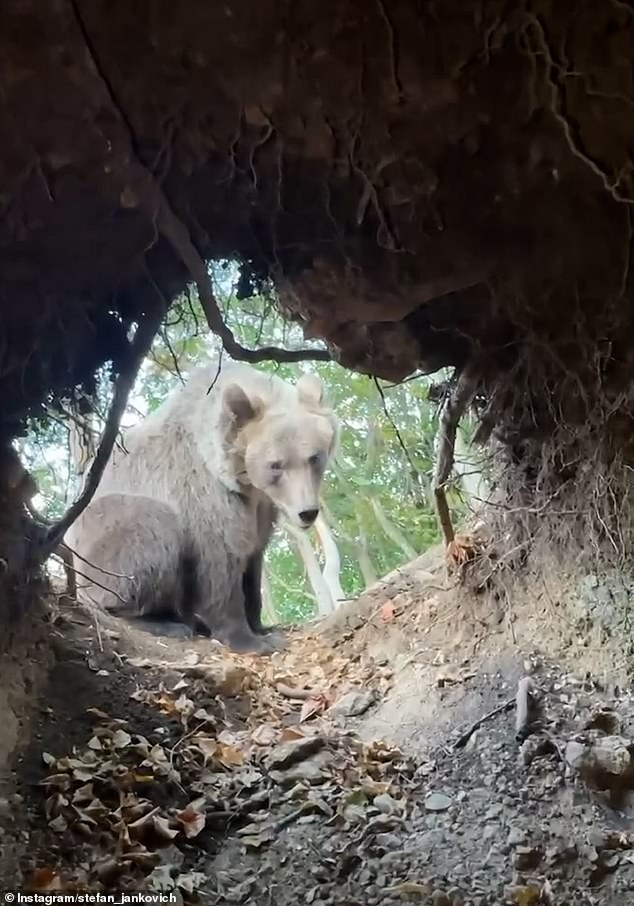 In shocking footage, Stefan Jankovic captured the moment a brown bear watched him as he sat in his den