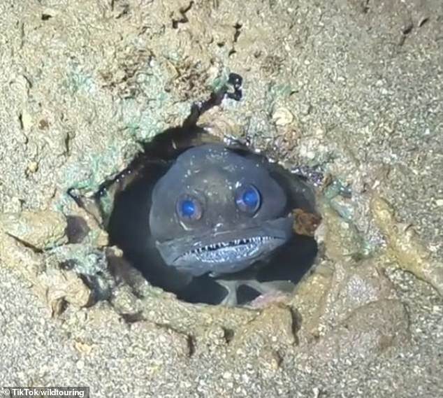 Australians shocked by this black jaw fish spotted on a remote island in Western Australia