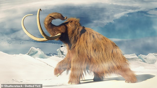 Woolly mammoths were covered in thick brown hair to keep them warm in freezing temperatures, which often dropped to -50°C.