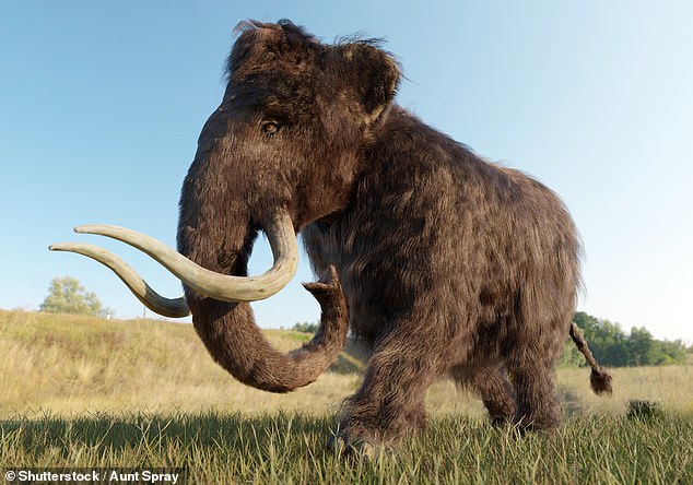 Woolly mammoths descended from ancestors in Africa and were widespread in northern Europe, Asia and North America during the last Ice Age (file image)