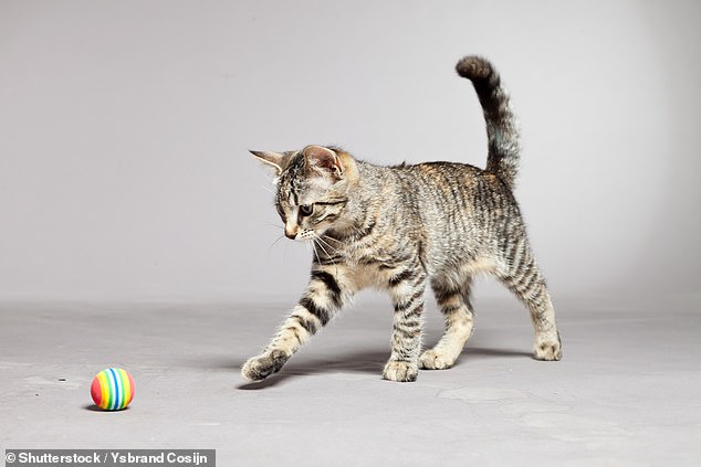 Researchers have found that four in 10 cats also enjoy retrieving toys and objects for their owners, with breeds with Far Eastern ties being the most likely to play (stock image)