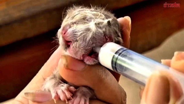 A rare kitten born with two faces has become a village phenomenon in Thailand