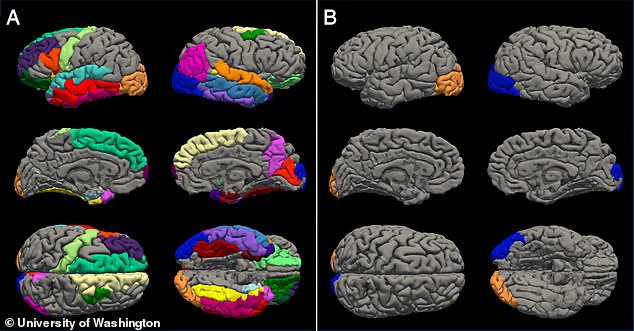 The brains of teenage girls (left) may have aged up to four years prematurely during the Covid pandemic, a US study suggests. Adolescent boys were not immune either, with their brains also showing signs of unnecessary wear and tear, albeit by only a year and a half (right)