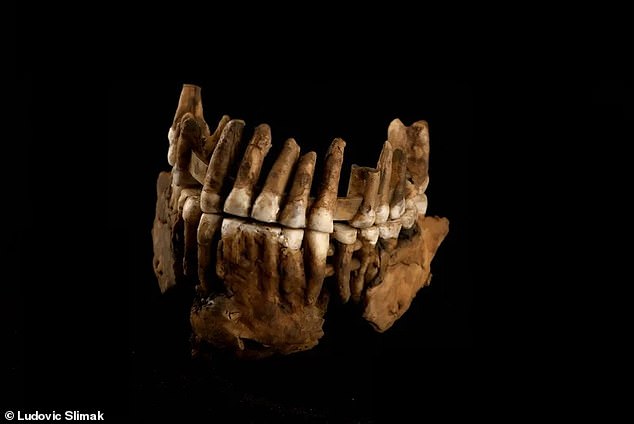 DNA analysis of Thorin's remains revealed that he belonged to a previously unknown group of Neanderthals that remained isolated for 50,000 years