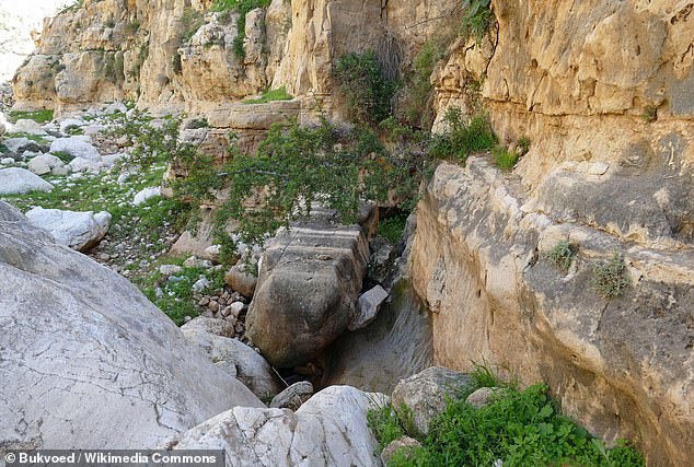 In Biblical texts, the 'tsori' resin was associated with the historical region once known as Gilead, which stretched east from the Jordan River to the northern end of the Dead Sea. 'Cave 1', along the cliffs of Wadi el-Makkuk (above), falls squarely within this region of the Holy Land.