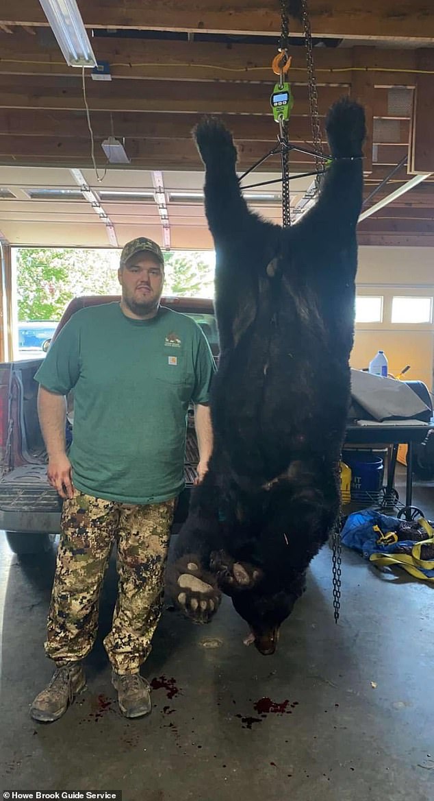 Mooers plans to hang a shoulder piece of the bear's head and neck in his guide's lodge